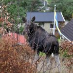 Finbesök på Lövskogsåsen
